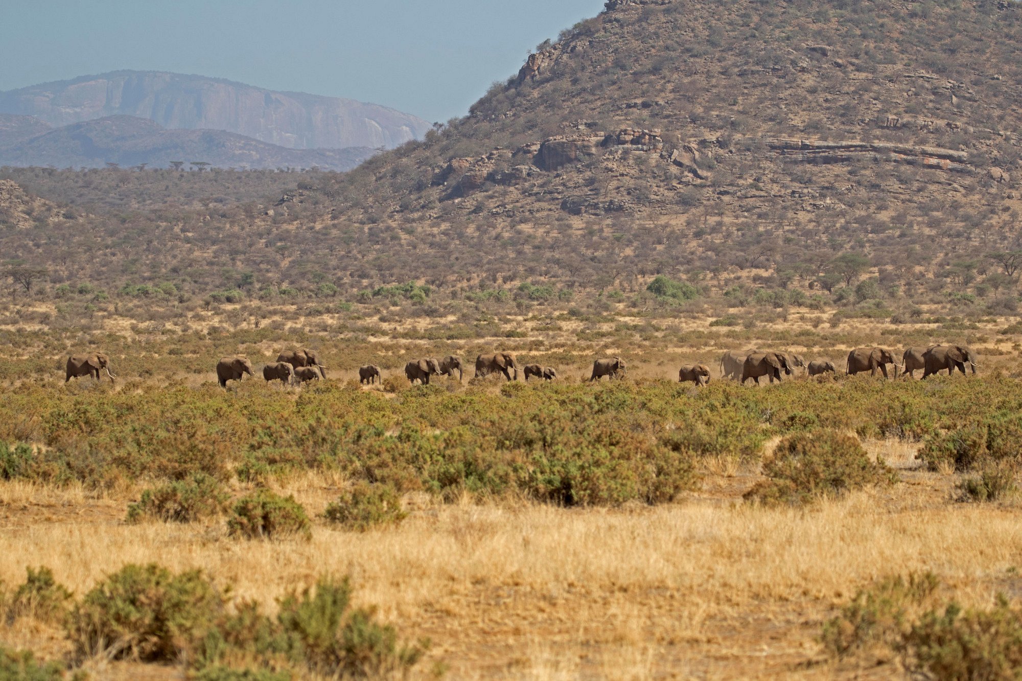 Elephant Bedroom Camp - Samburu hotel view 4